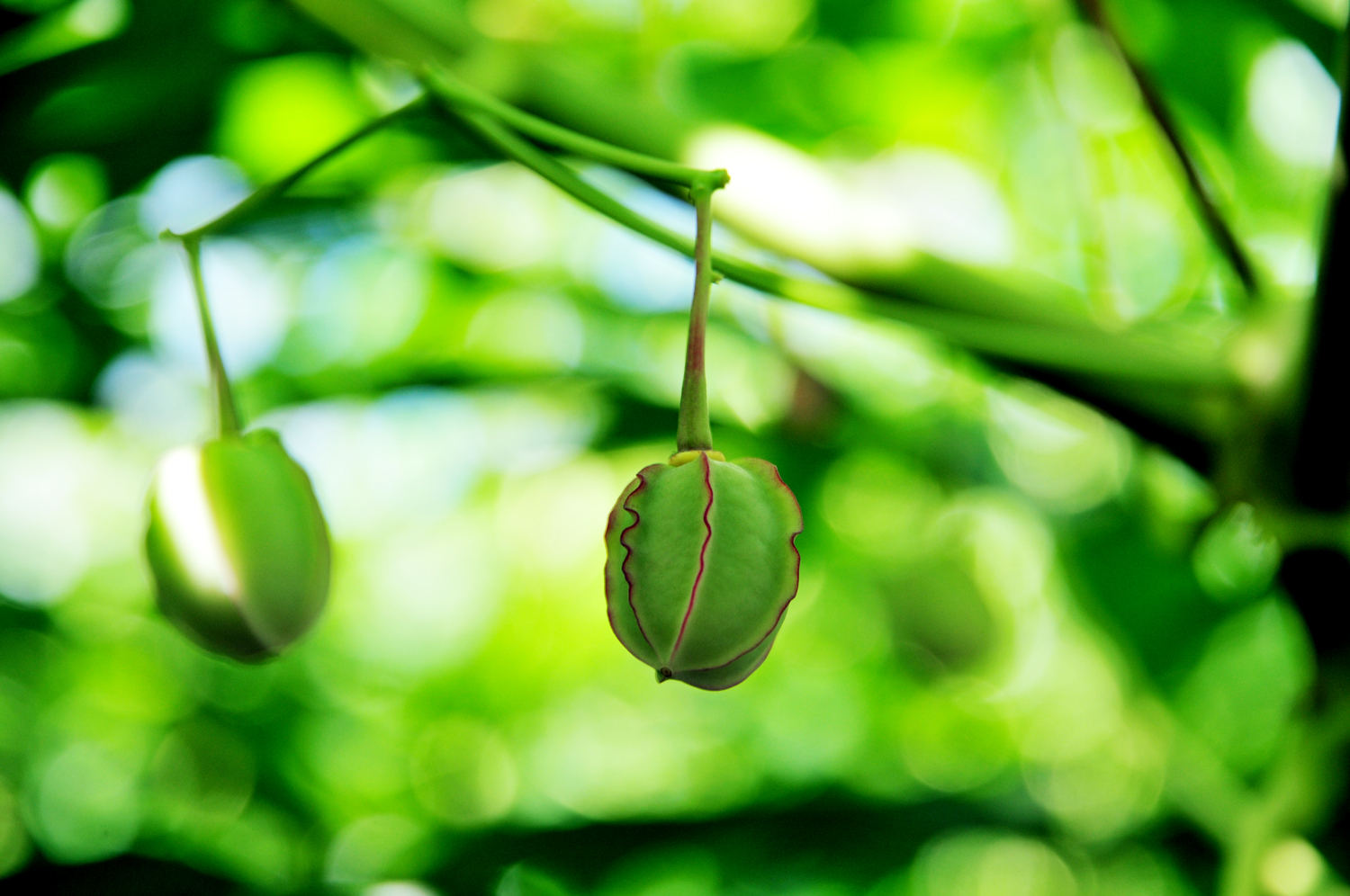 cassava pods