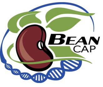 BeanCap