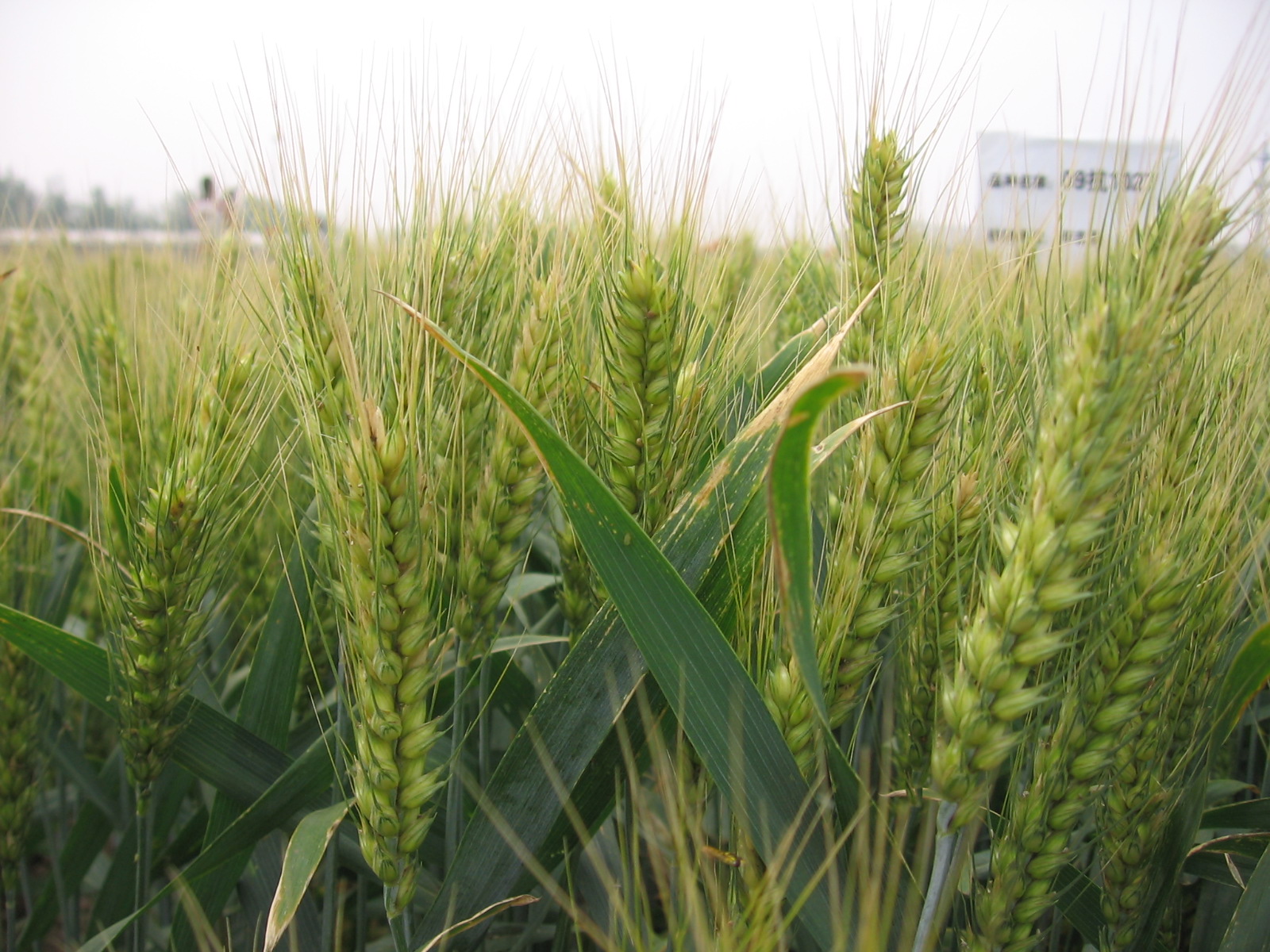 Wheat variety