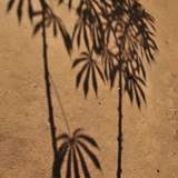 Cassava-leaf-shadow N.Palmer-CIAT-square-web