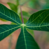 Cassava-leaf G-Smith CIAT-square-web