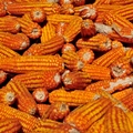 Maize