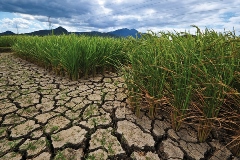 Nature-rice-IRRI-web-240