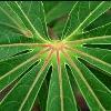 cassava-leaf n-palmer ciat web-square