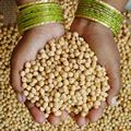 chickpeas-India-120-web