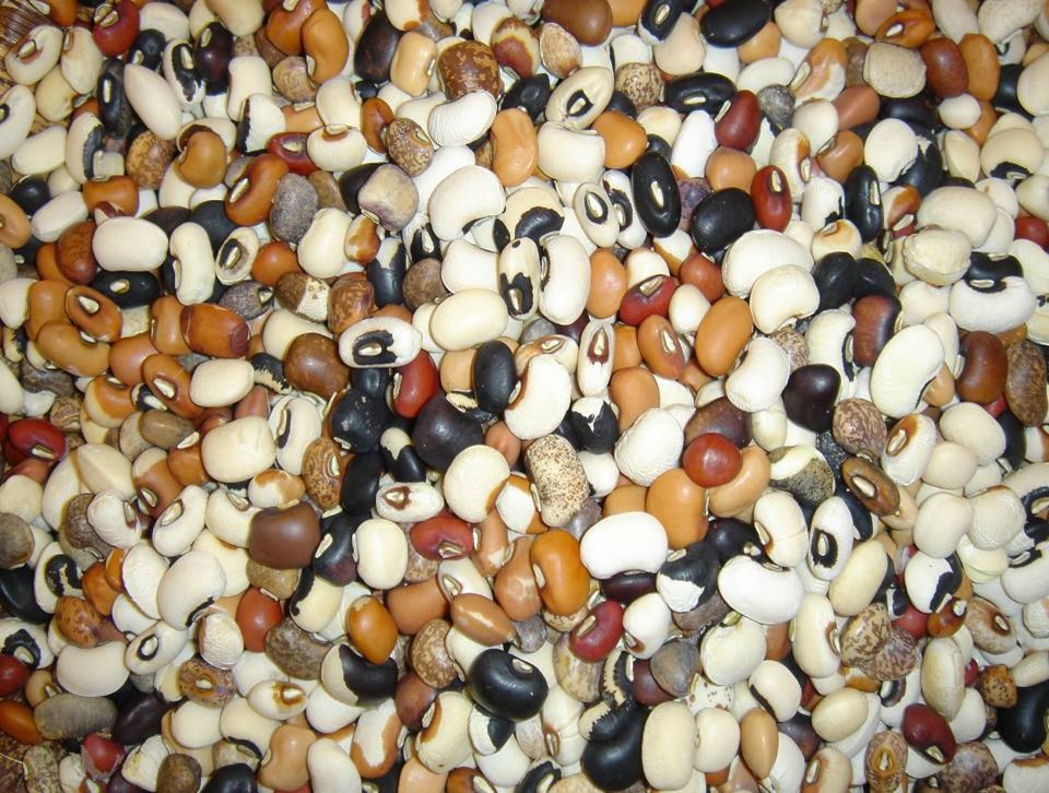 legumes