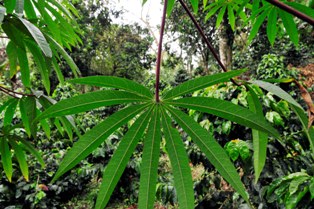 Cassava leaves/Photo: N Palmer/CIAT