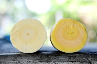 cassava-peeled2 n-palmer ciat-web