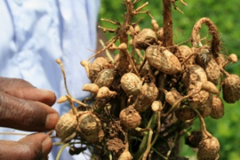 Groundnuts photo credit: ICRISAT