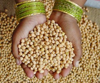 Chickpeas-India ICRISAT w