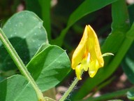g-nut-flower ARS-USDA w