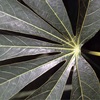 Cassava-leaf-close-up IITA-square-100