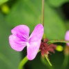 Cowpea flower IITA 4-square-100