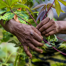 cassava-hands-news