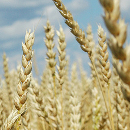 wheat-square