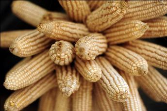 Maize photo: N Palmer/CIAT