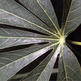 Cassava-leaf-close-up IITA-square-web