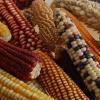 maize-diversity x-fonseca cimmyt-web1-square