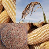 n.palmer ciat-maize-rice-sorghum-web-square