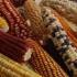 maize-diversity x-fonseca cimmyt-web1-square-small