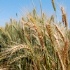 wheat-field cimmyt-square-small