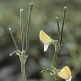 Cowpea flower pods IITA-square-160