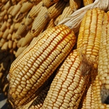 Maize E.Phipps CIMMYT-square-160