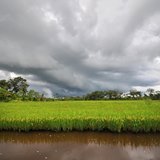 Rice-field-storm N.Palmer CIAT-square-160