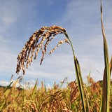 Rice-plant-field N.Palmer CIAT-square-160